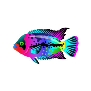 Glory Rainbow Cichlid